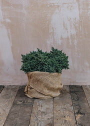 Juniperus squamata Blue Star 7L