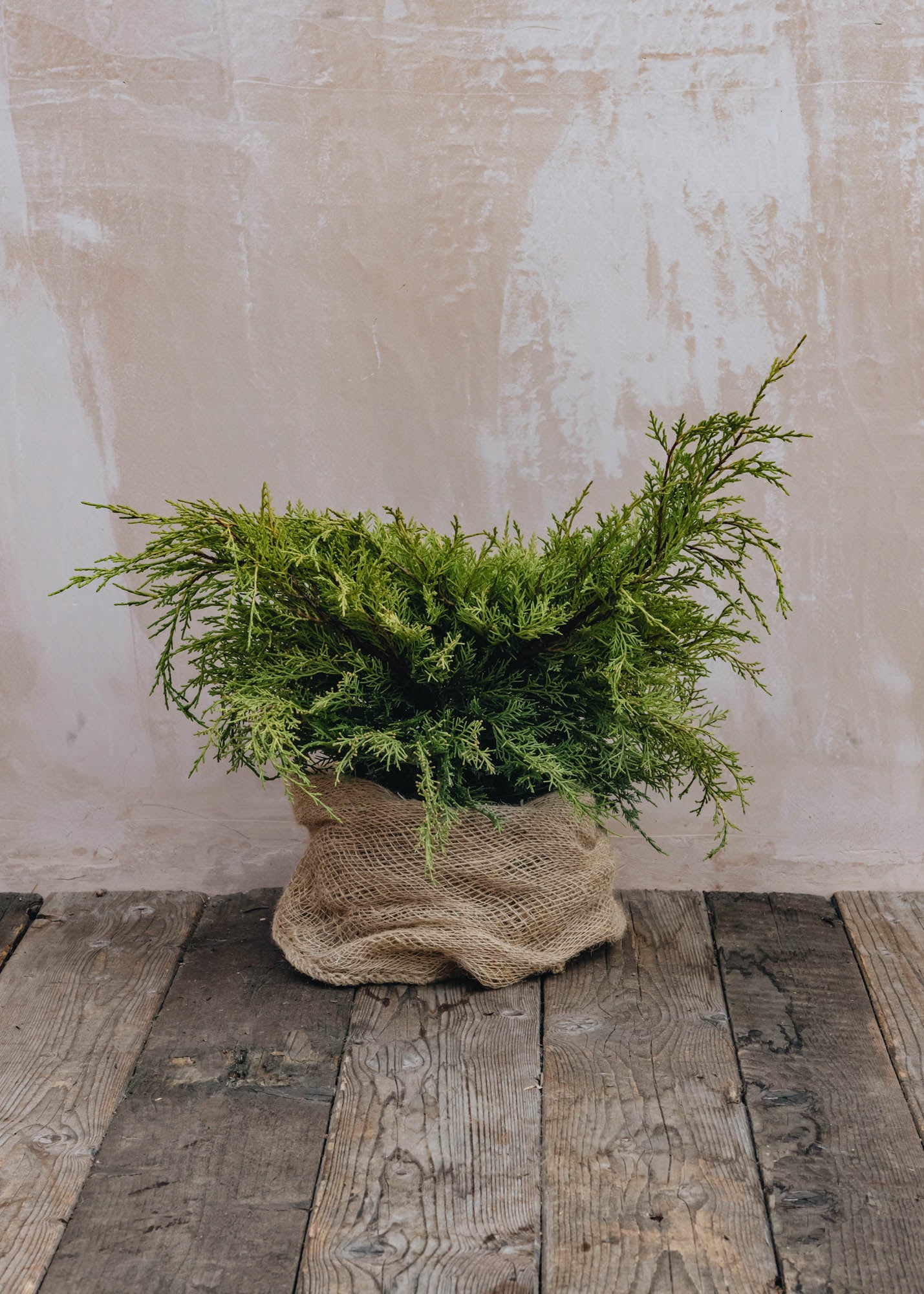 Juniperus X Media Old Gold 3L