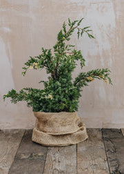Juniperus chinensis Kaizuka Variegata 3L