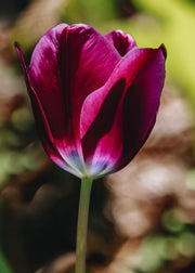 Taylors Bulbs Tulipa Kansas Proud Bulbs