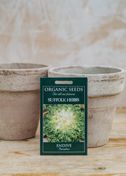 Endive 'Pancalieri' Seeds