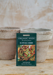 Lettuce ‘Marvel of Four Seasons’ Seeds