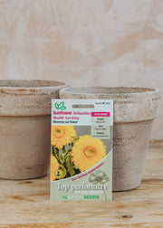 Sunflower 'Double Sun King' Seeds