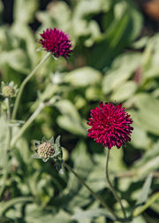 Knautia Knautia macedonica, 2L