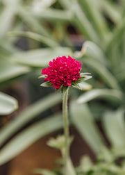 Memento Knautia macedonica Red Knight, 1L