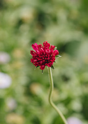 Knautia Knautia 'Melton Pastels', 3L