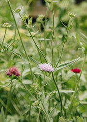 Knautia Knautia 'Melton Pastels', 3L