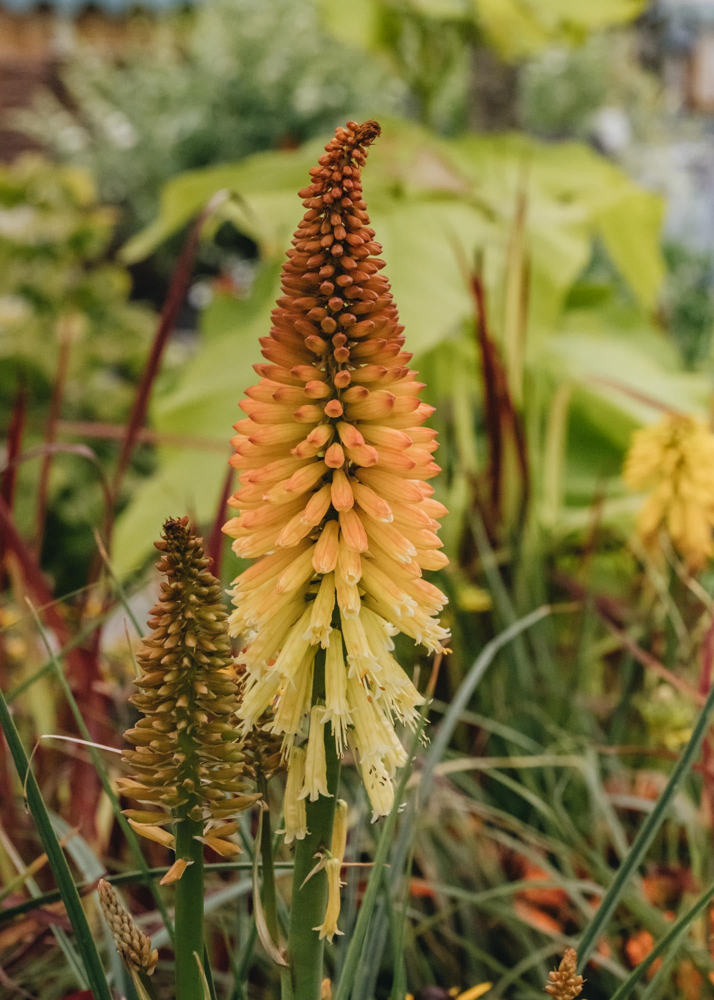 Kniphofia Pyromania Backdraft