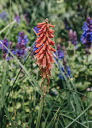 Kniphofia Red Hot Popsicle