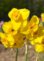 Taylors Bulbs Narcissus 'Kokopelli' Bulbs