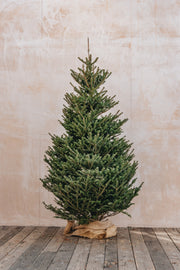 Christmas Trees Koreana Fir Premium Cut Christmas Tree - 5ft to 8ft