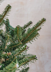 Christmas Trees Koreana Fir Premium Cut Christmas Tree - 5ft to 8ft