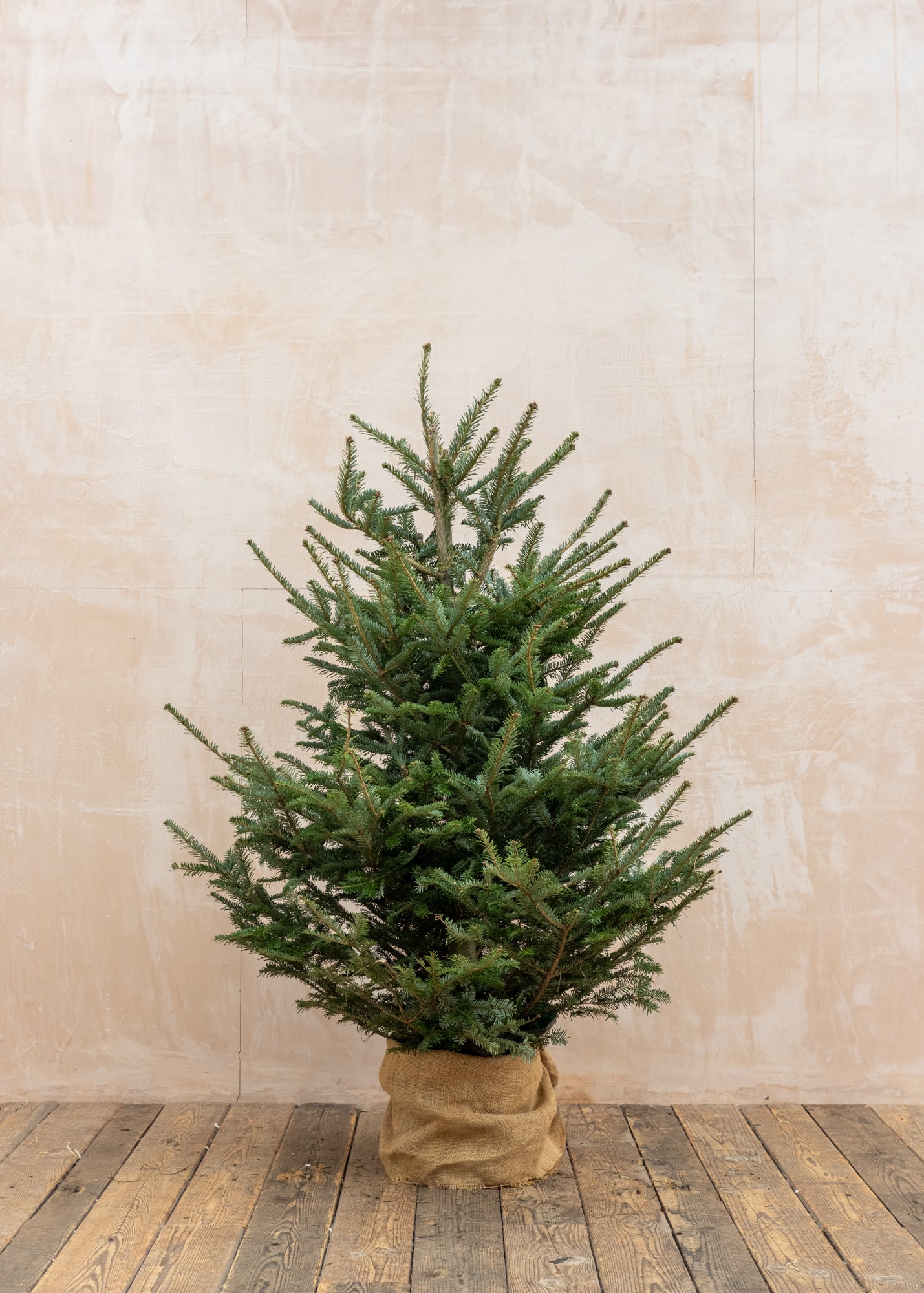 Koreana Fir Pot Grown Christmas Trees, 4ft-5ft
