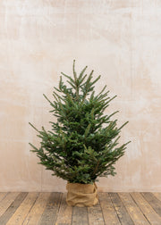Koreana Fir Pot Grown Christmas Trees, 4ft-5ft