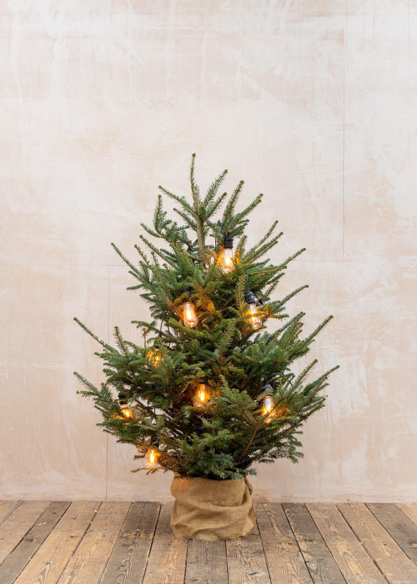 Christmas Trees Koreana Fir Pot Grown Christmas Trees, 4ft-5ft