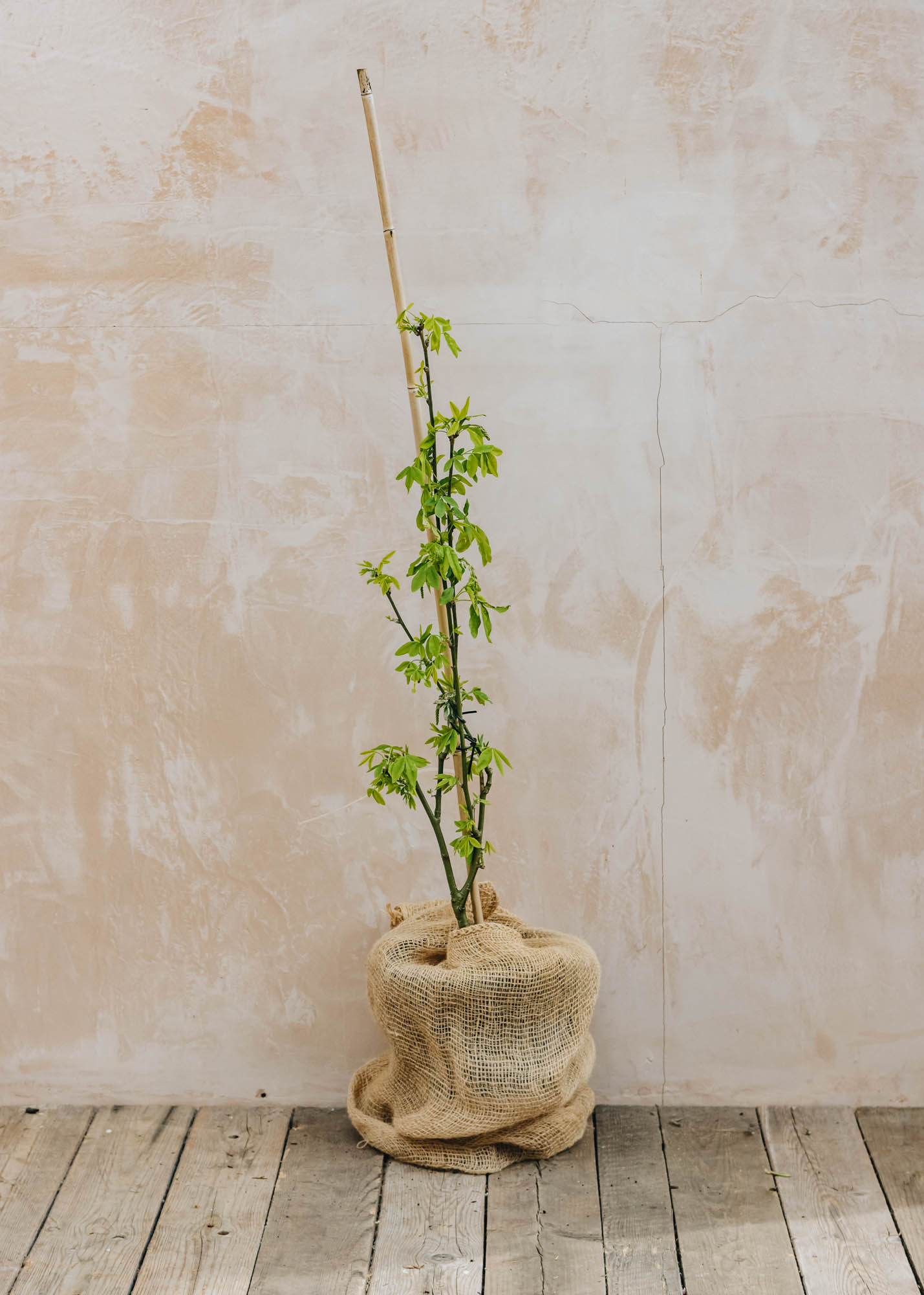 Laburnum Laburnum wateri Vossii