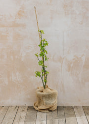 Laburnum Laburnum wateri Vossii