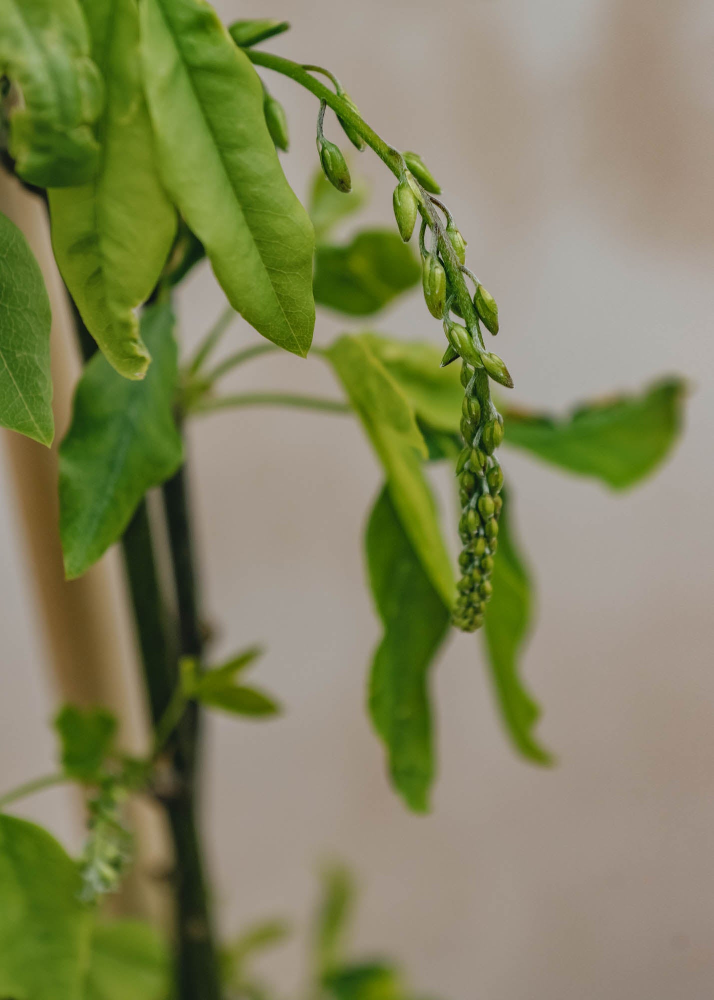 Laburnum Laburnum wateri Vossii