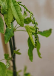 Laburnum wateri Vossii