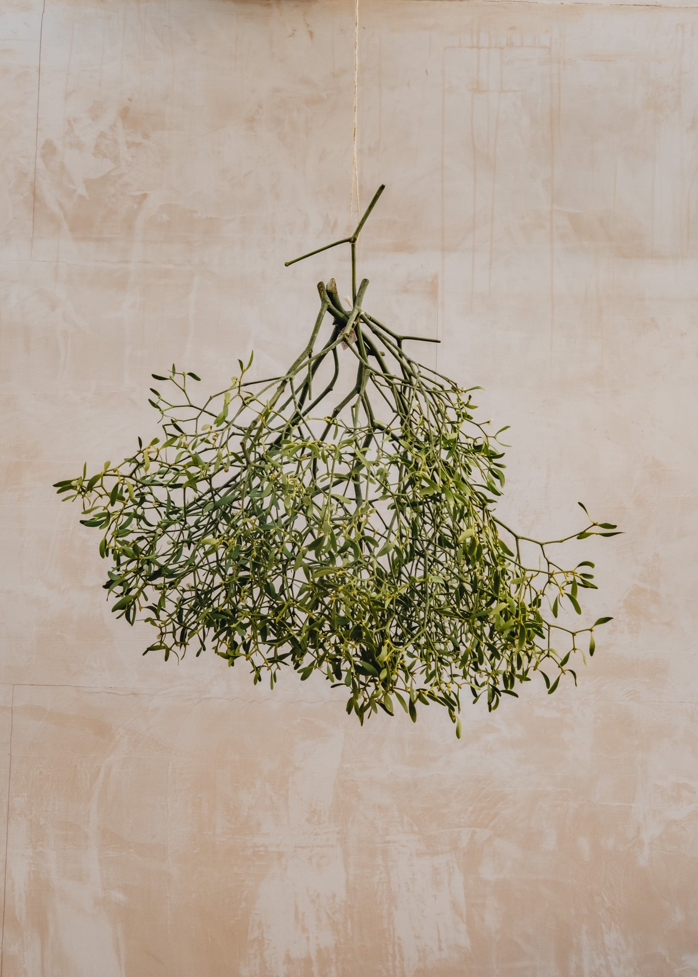 Large Bunch of Mistletoe