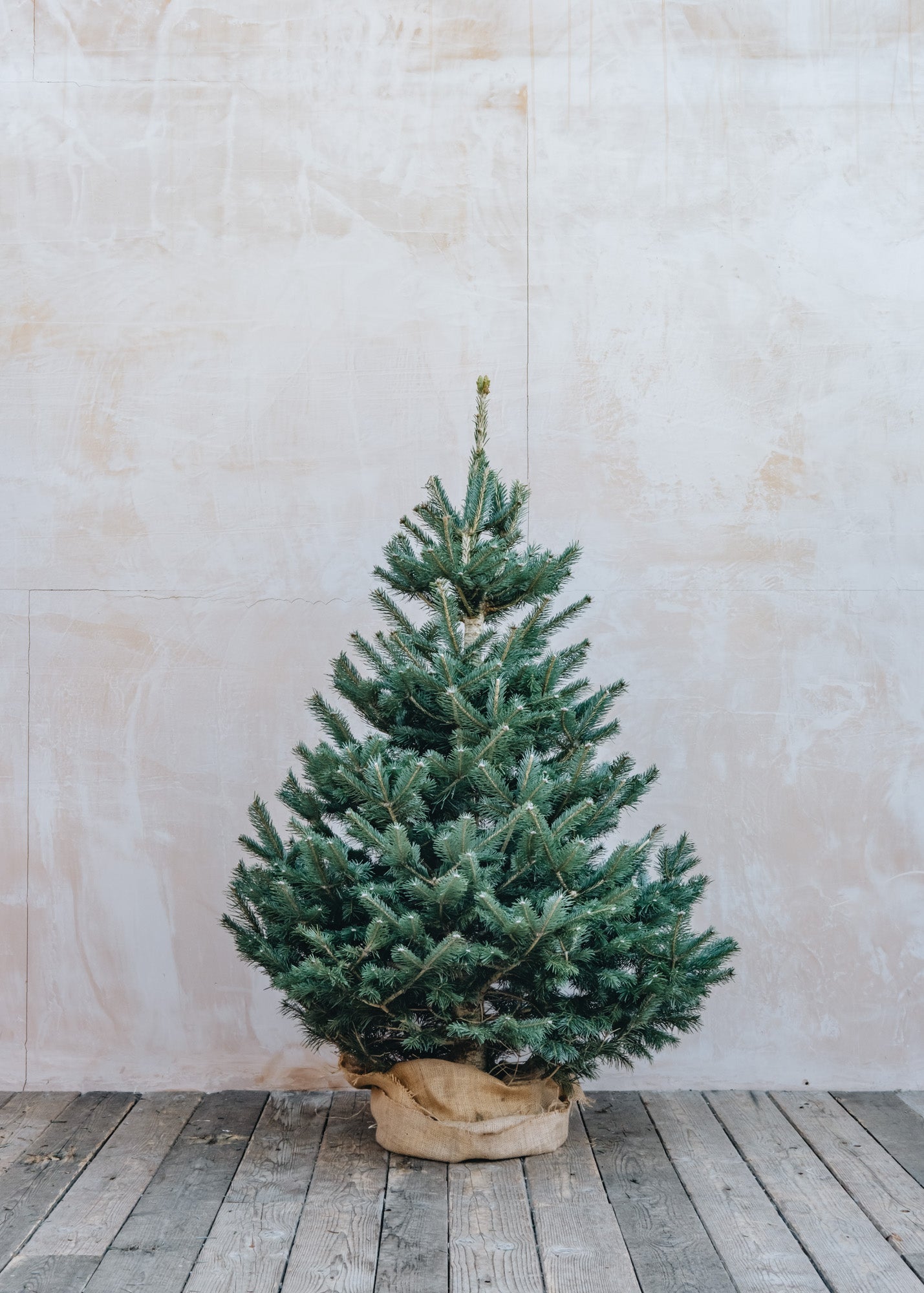 Burford Garden Co. Lasiocarpa Cut Christmas Tree, 150-180cm