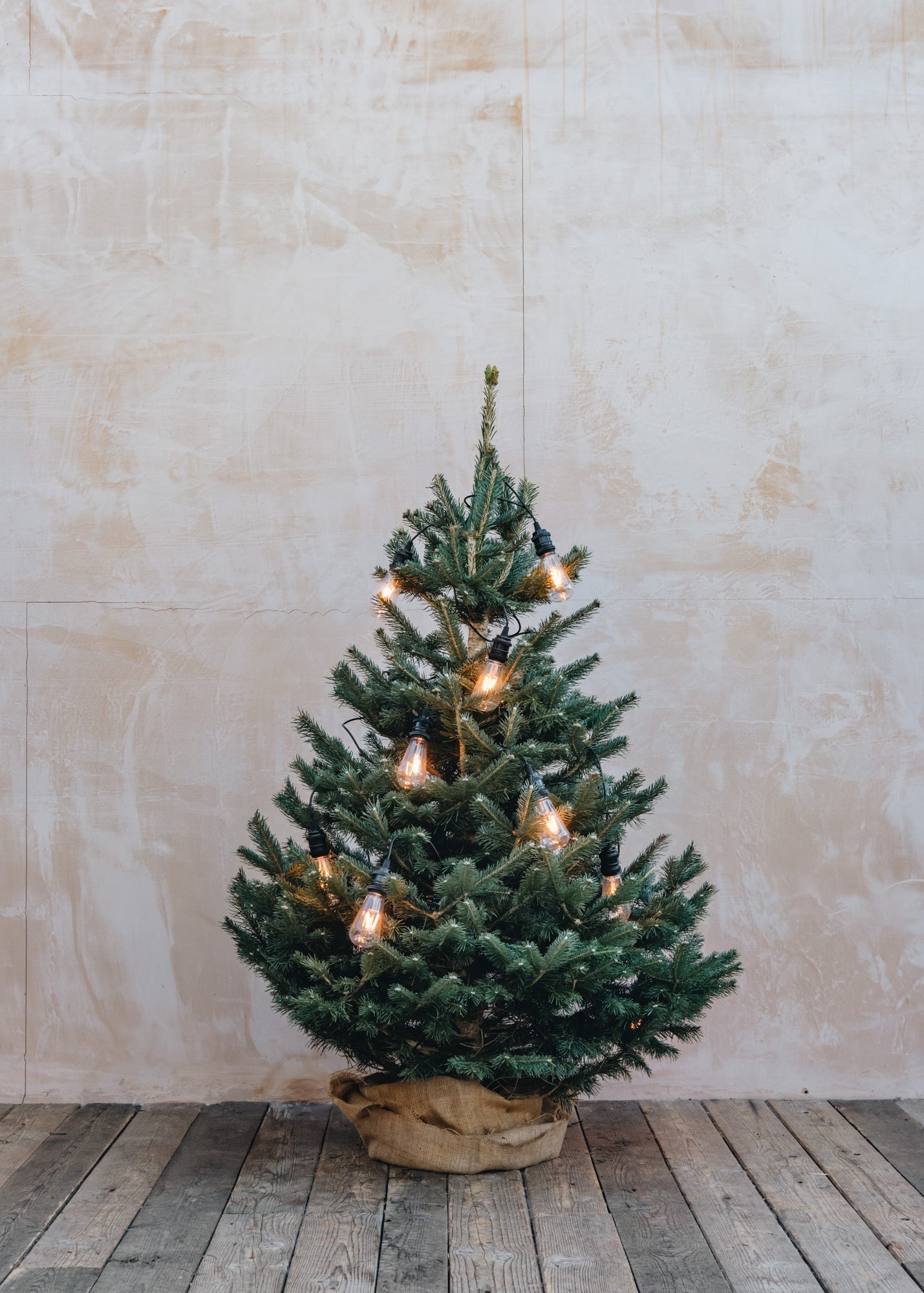 Lasiocarpa Cut Christmas Tree, 150-180cm