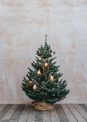 Lasiocarpa Cut Christmas Tree, 150-180cm