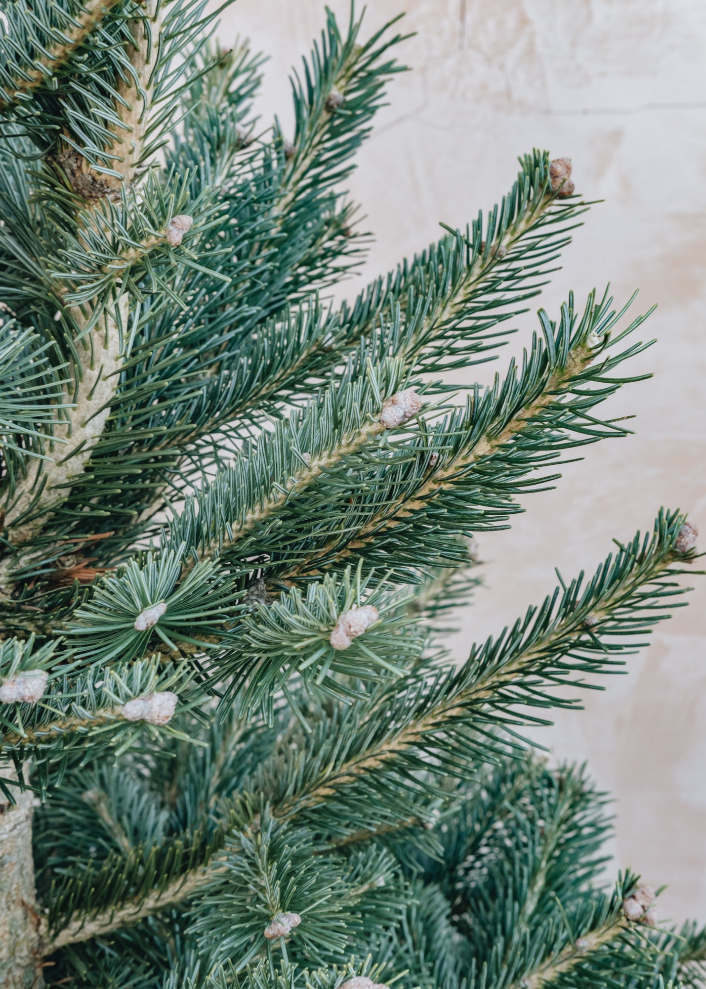 Burford Garden Co. Lasiocarpa Cut Christmas Tree, 150-180cm