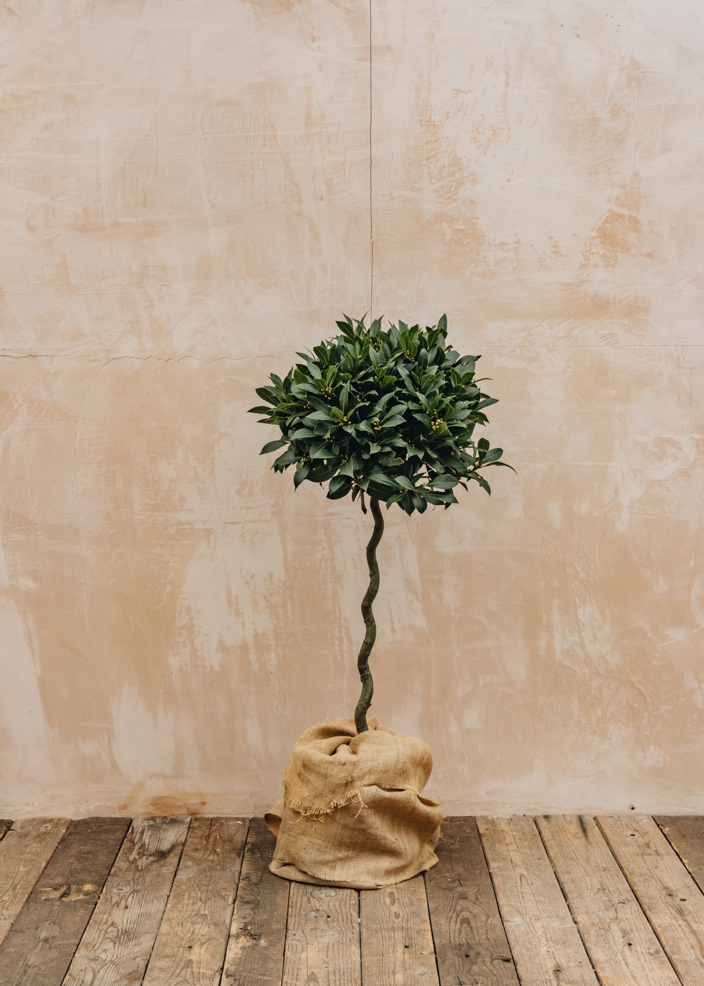 Laurus Nobilis Corkscrew 150cm, 7L