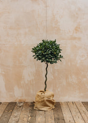 Laurus Nobilis Corkscrew 150cm, 7L