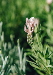 Hairy Herbs Lavandula stoechas Fairy Wings Blush
