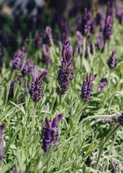 Lavandula Anouk Deluxe Purple