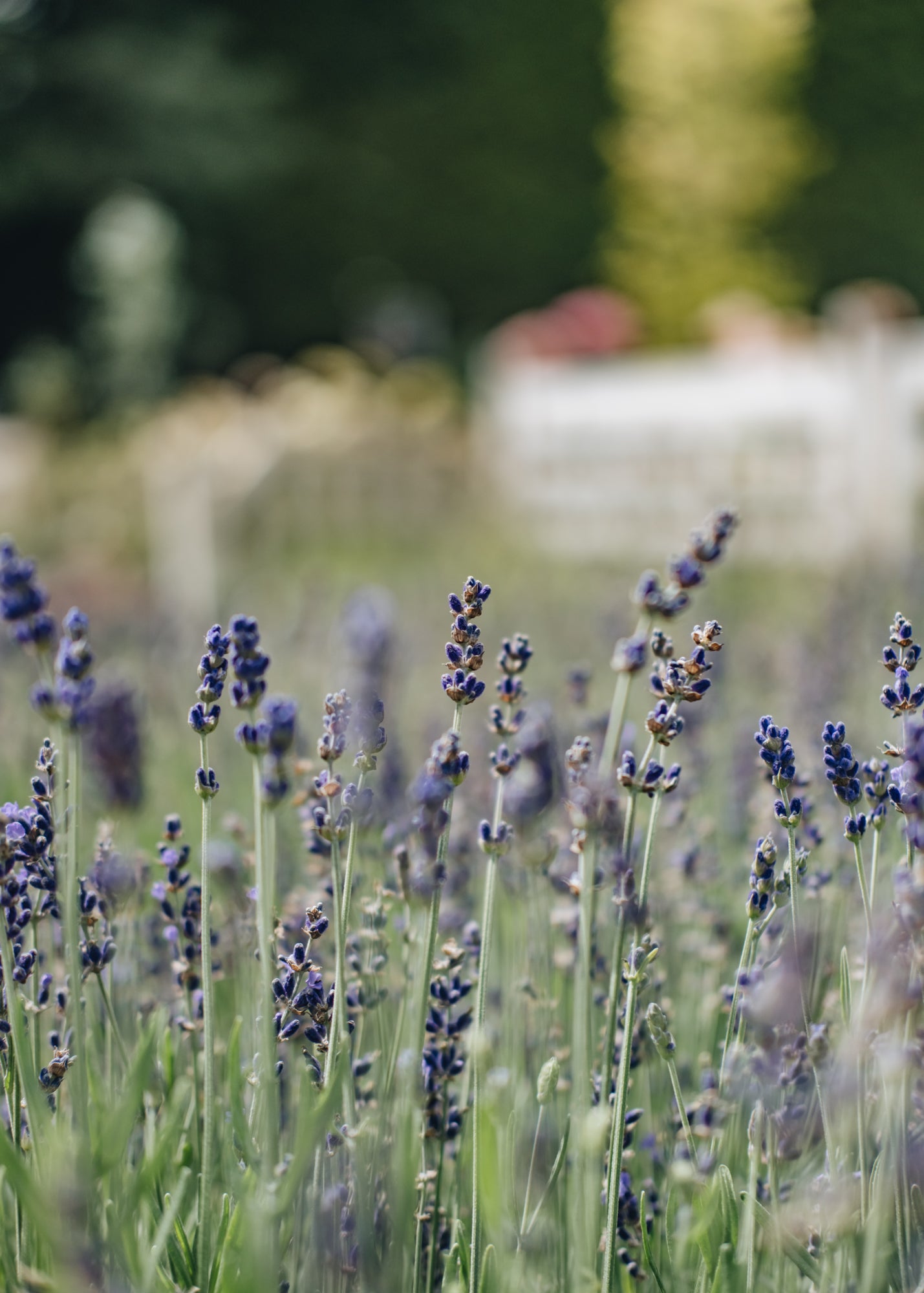 Lavandula angustigolia Beezee Dark Blue, 1.5/2L