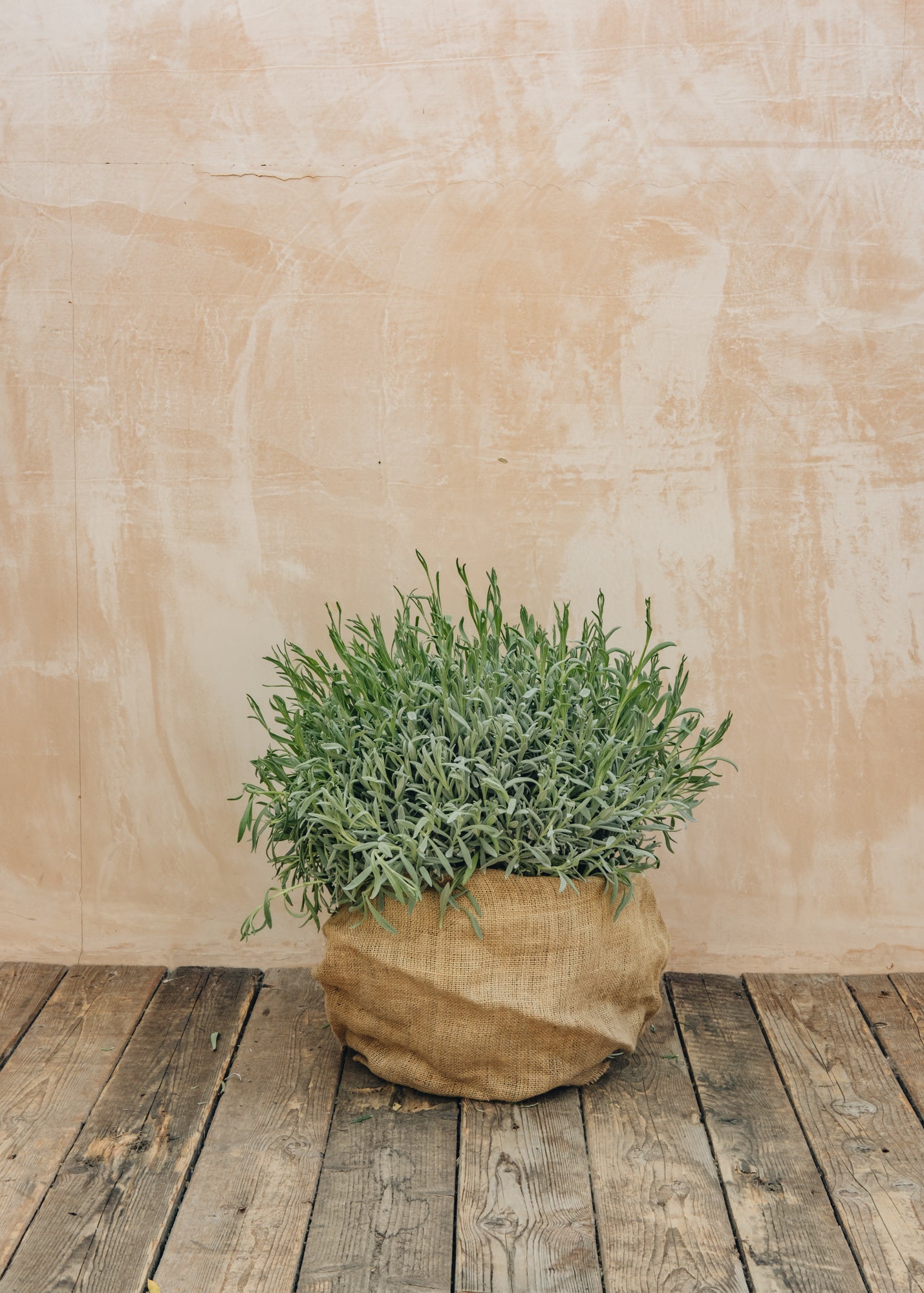 Lavender Lavandula officinalis English, 15L 