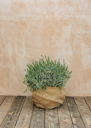 Lavender Lavandula officinalis English, 15L 