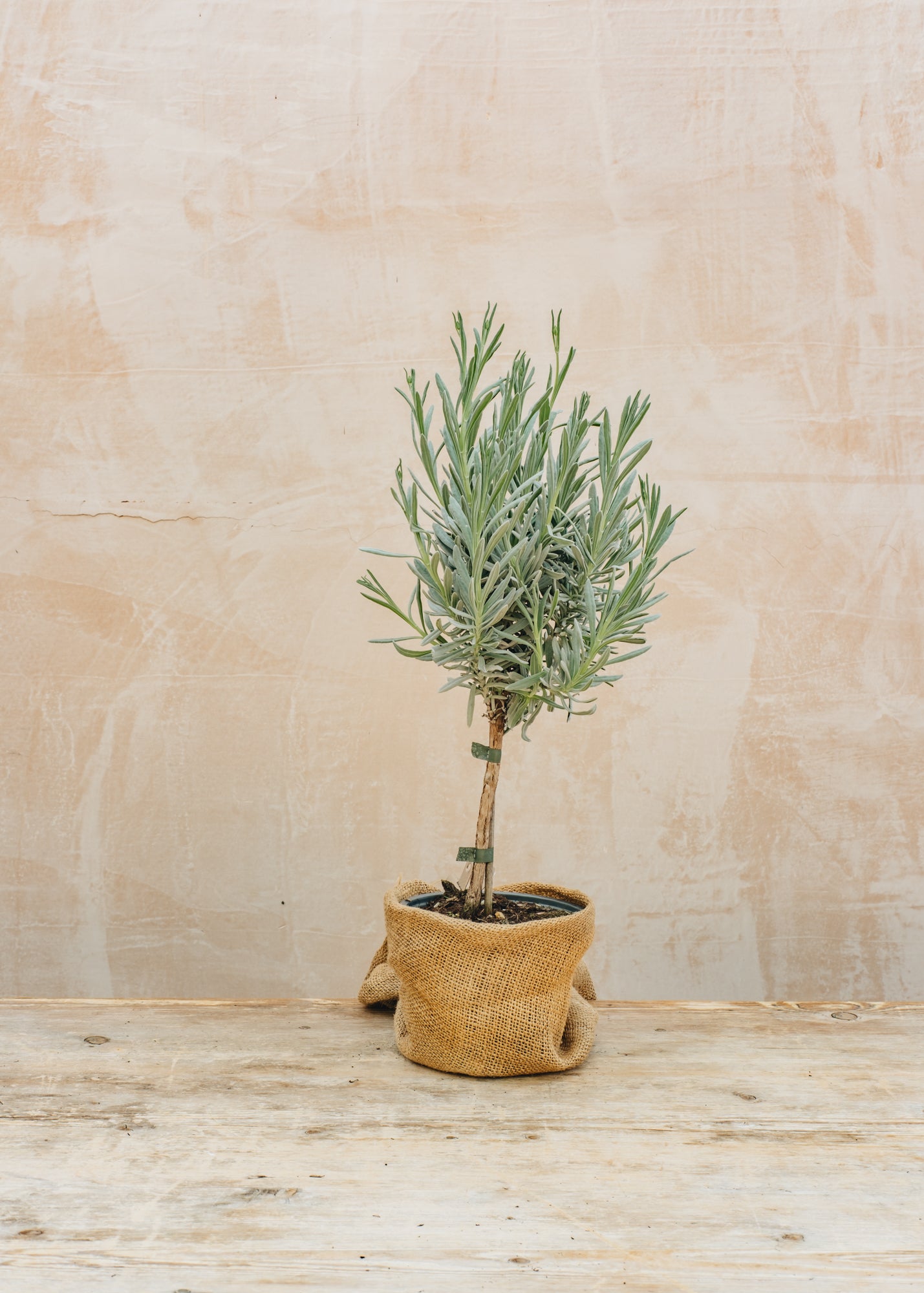 Lavender Lavandula officinalis English, 1L Standard 