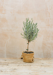 Lavender Lavandula officinalis English, 1L Standard 
