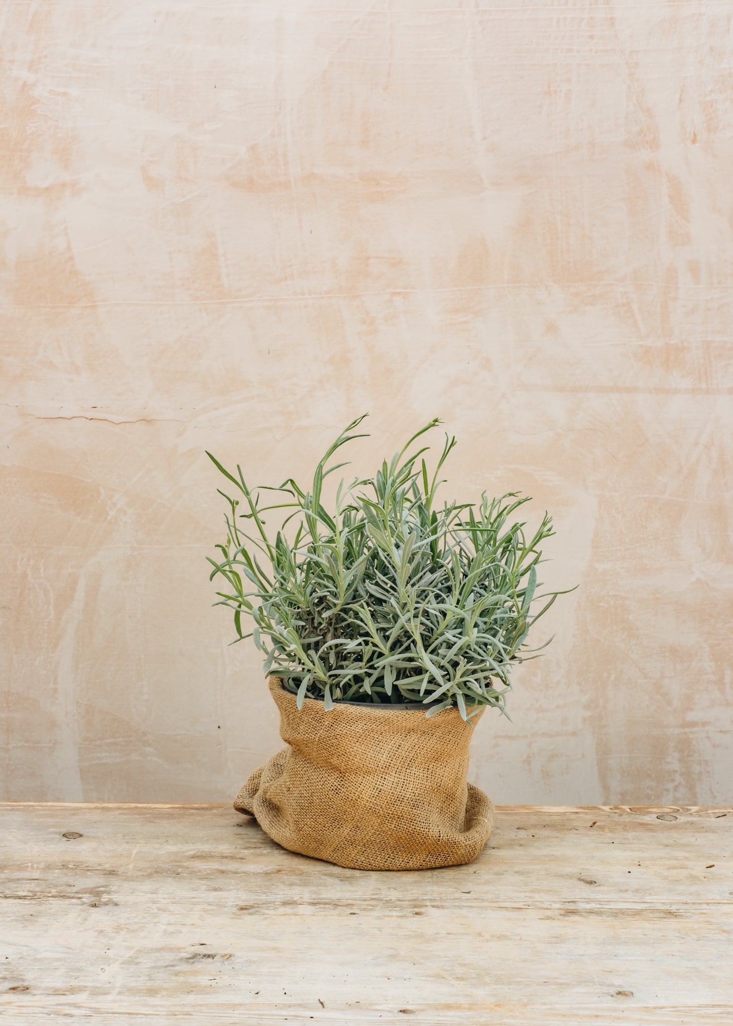 Burford Garden Co. Lavandula officinalis English, 2/3L 