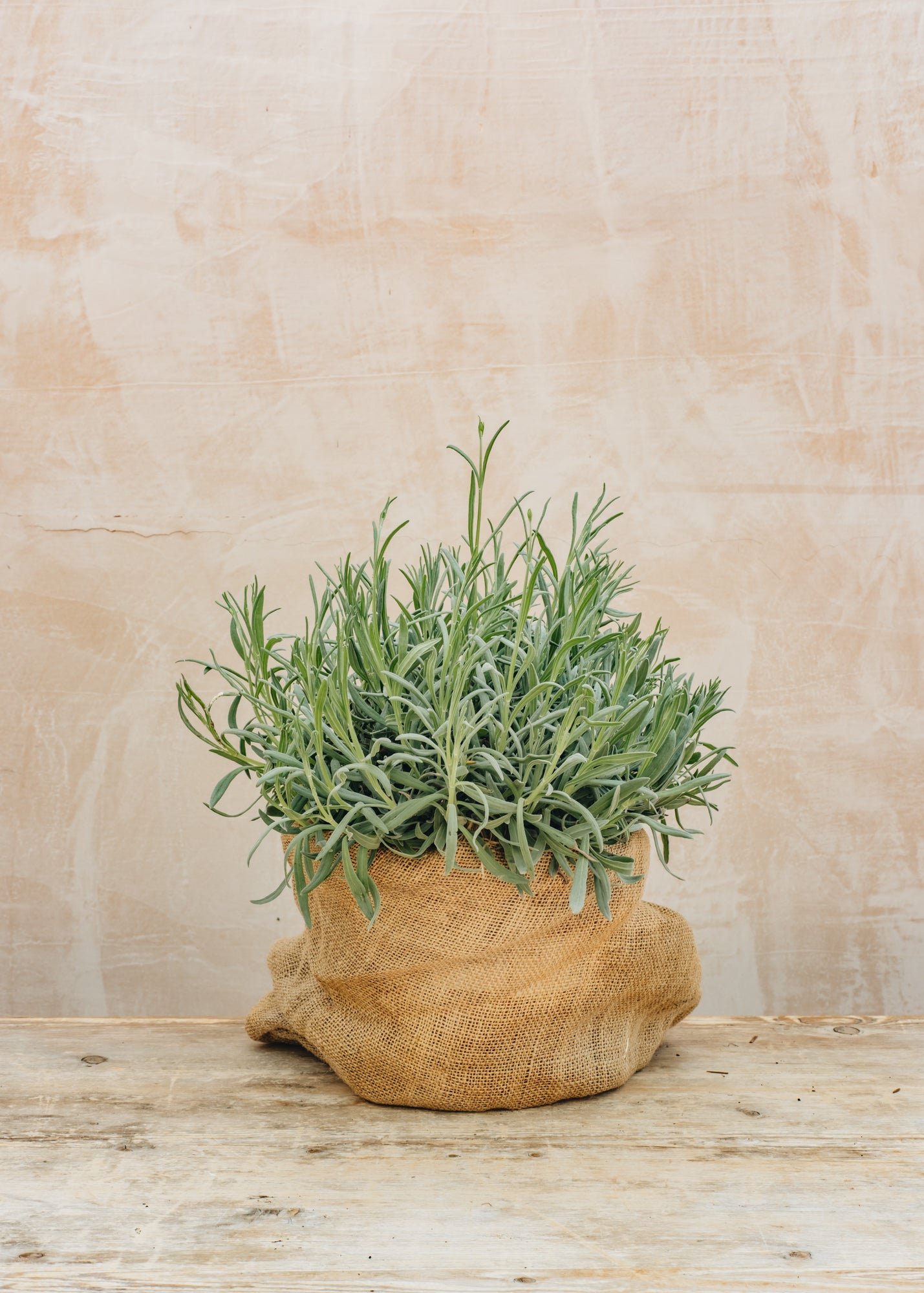 Bordallo Pinheiro Lavandula officinalis English, 6L 