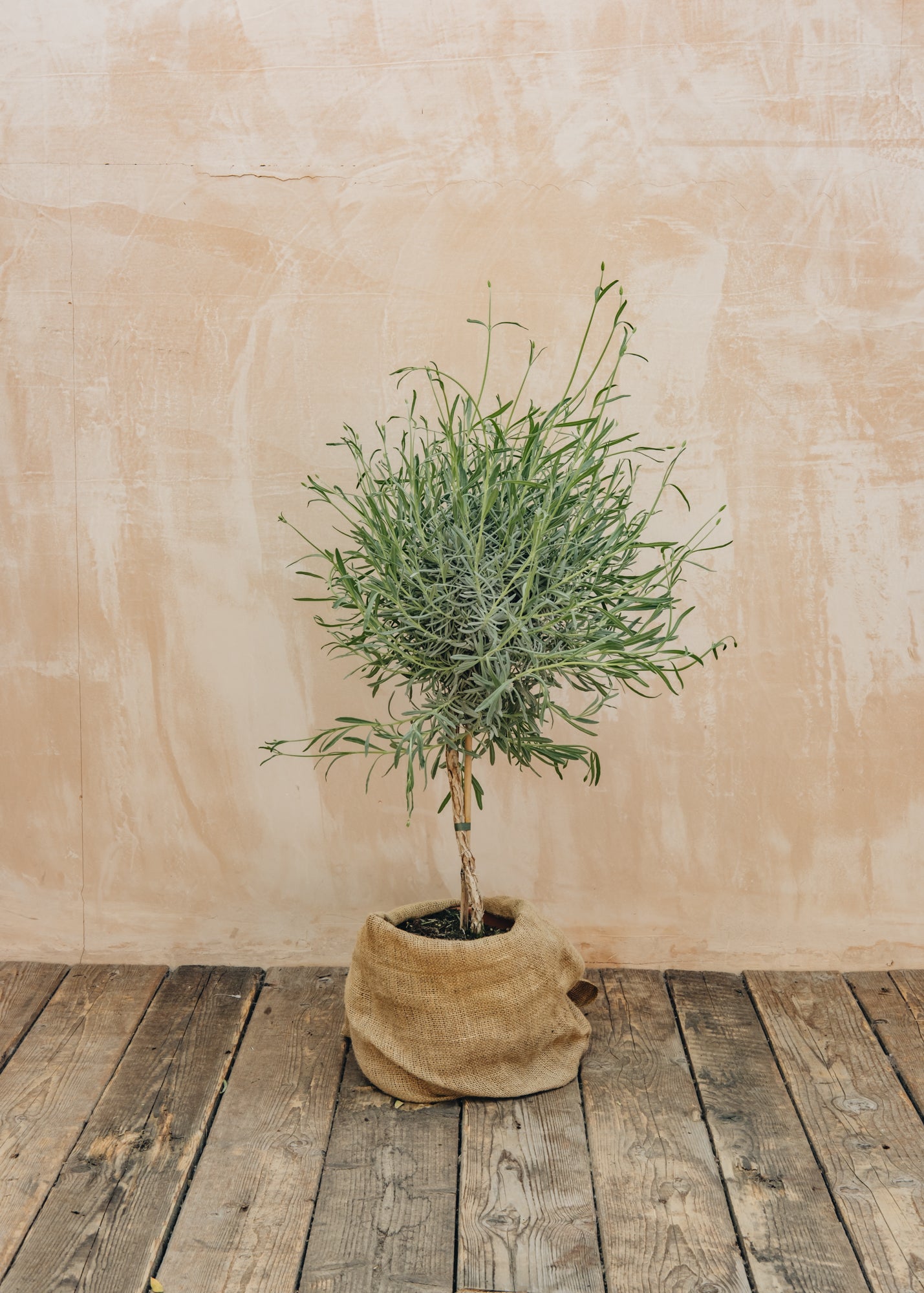 Bordallo Pinheiro Lavandula officinalis English, 6L Standard 