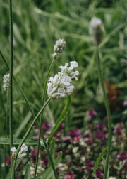 Hairy Pot Lavandula ‘Arctic Snow’, 2L