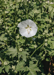 Lavatera Lavatera Marshmallow White