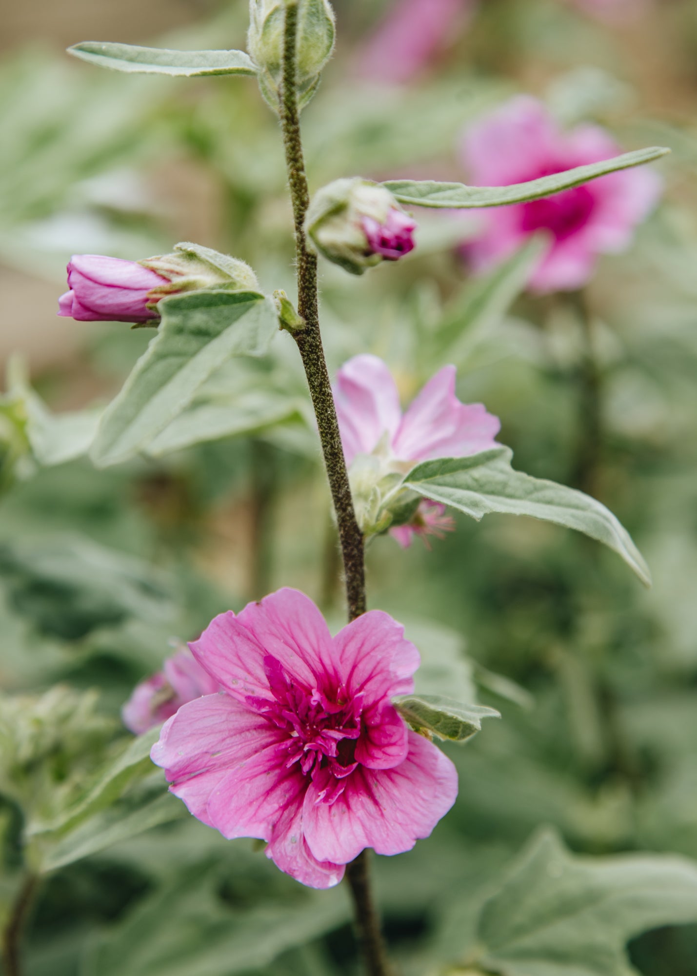 Chaenomeles Lavatera Princess Pink, 3L