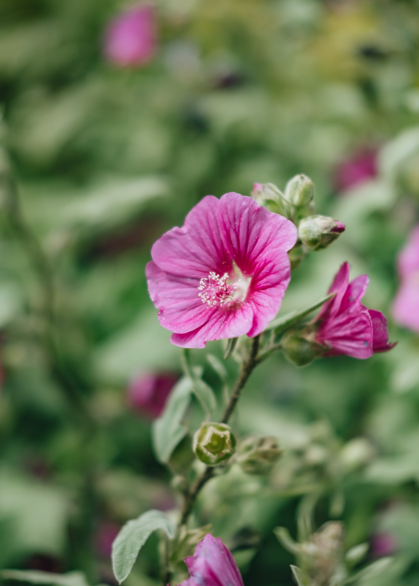 Lavatera Lavatera Ruby Star, 3L
