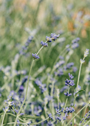 Lavender Lavender angustifolia 'Folgate', 3L