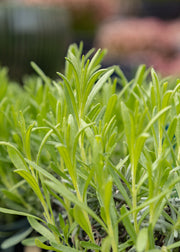 Lavender Lavandula ‘Arctic Snow’, 2L