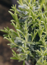Forsythia Lavandula angustifolia ‘Ashdown Forest’, 3L