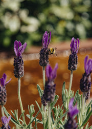 Lavandula Lavandula stoechas ‘Bella Toscane’, 2L