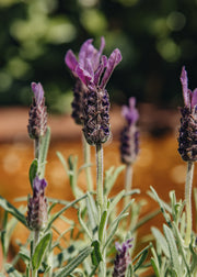 Lavandula Lavandula stoechas ‘Bella Toscane’, 2L