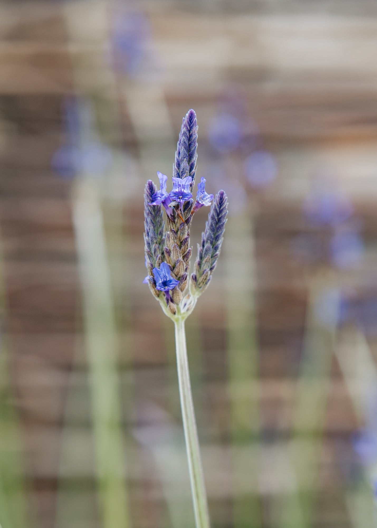 Lavender Christiana, 2L